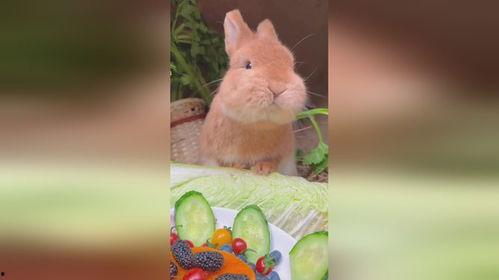 娱乐吃瓜小兔子视频,揭秘热门视频背后的故事